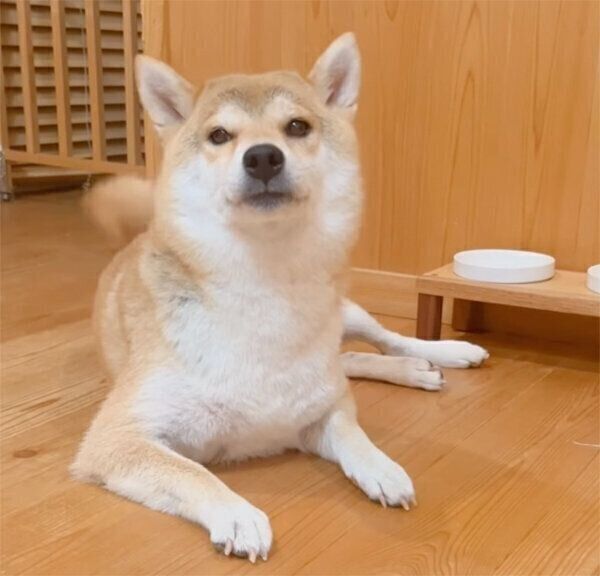飼い主さんの帰宅を出迎えるユクちゃん