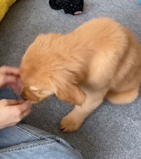 ナデナデを催促するメイちゃん