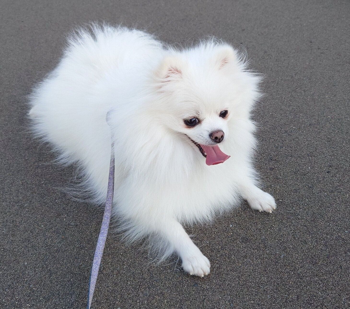 散歩中のおこめちゃん