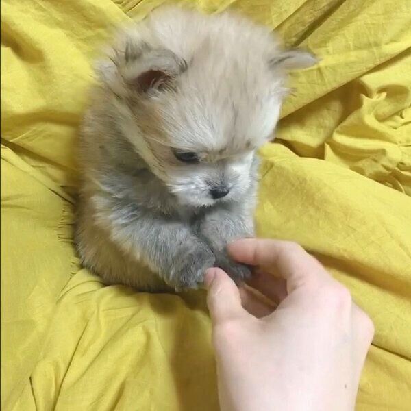 子犬時代のぽんたくん