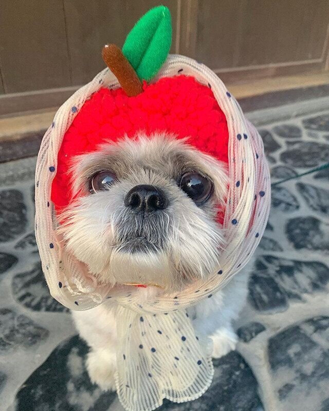くっきりまんまる鼻 穴 興奮してるのはおでじゃない 連載 シーズー犬のてんぽ 第110回 いぬのきもちweb Magazine くっきりまんまる鼻 穴 興奮してるのはおでじゃない 連載 シーズー犬のてんぽ 第110回 いぬのきもちweb Magazine