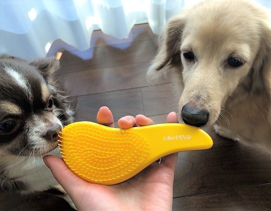 クンクンする犬たち