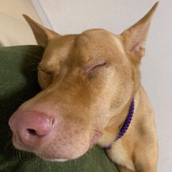 眠る犬