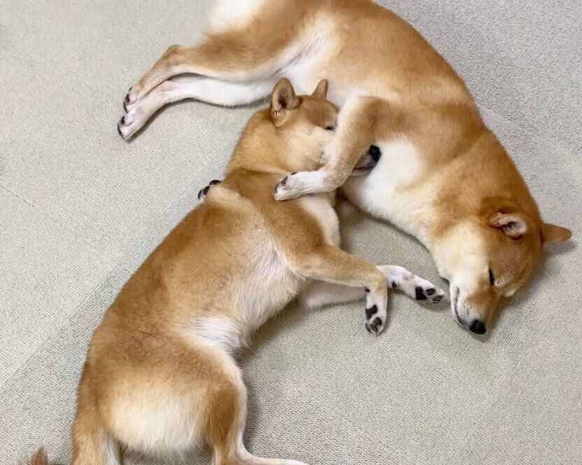 仲良く添い寝するはなちゃん、まるちゃん