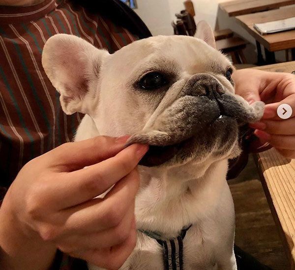 タフタフがかわいいマルゲリータちゃん