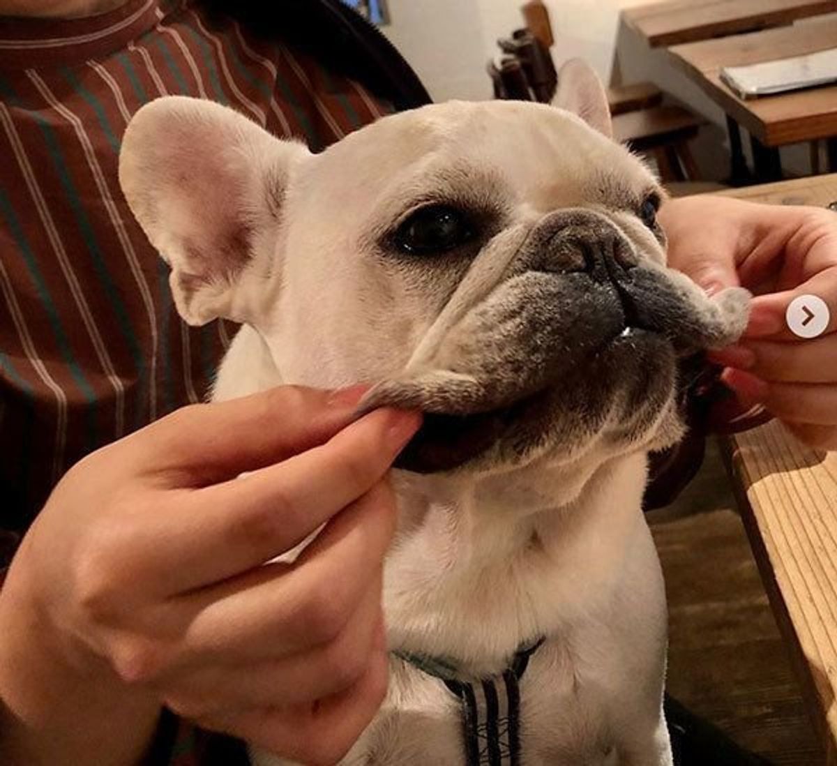 飼い主さんは共感間違いなし Snsで話題の タフタフ 犬の魅力とは いぬのきもちweb Magazine 飼い主さんは共感間違いなし Snsで話題の タフタフ 犬の魅力とは いぬのきもちweb Magazine