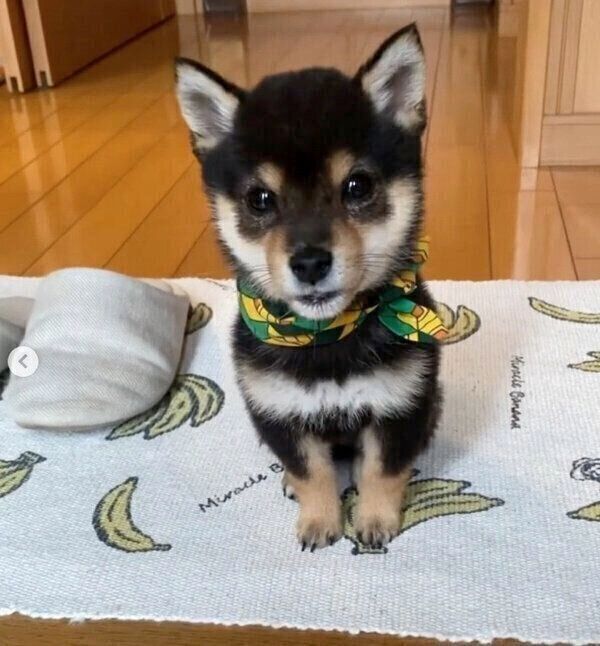 玄関で飼い主さんのことを出迎える、こたのすけくん