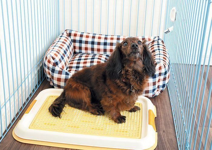 寝床とトイレが近くにある