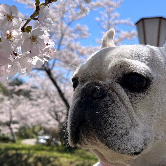 冬から春に注意したい愛犬との過ごし方と犬のストレス対策 いぬのきもち