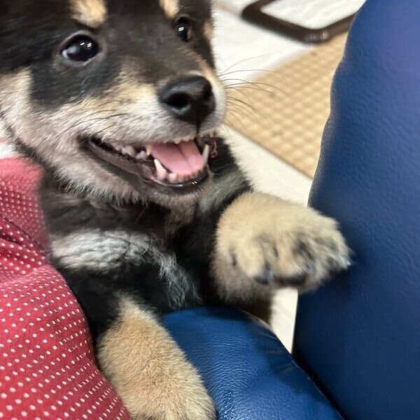 ソファの上にのぼろうとするアルくん