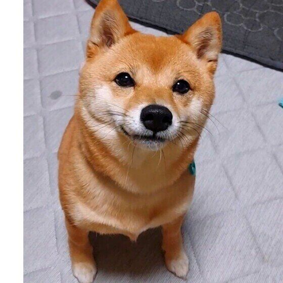 柴のむぎむぎちゃん♪