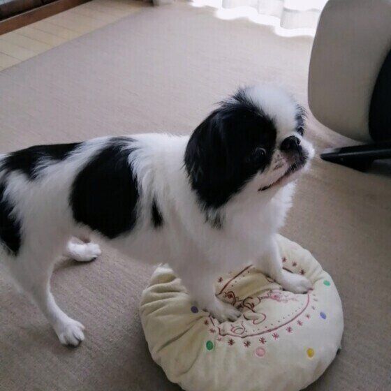 トレーニングをする狆