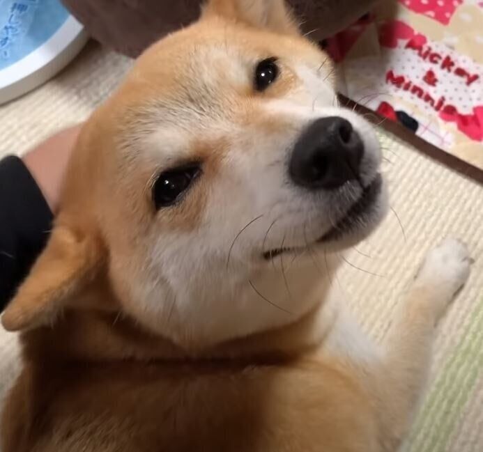 笑顔の柴犬