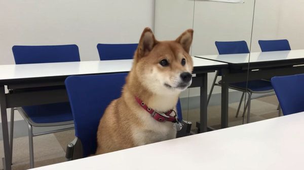 英語を勉強する柴犬