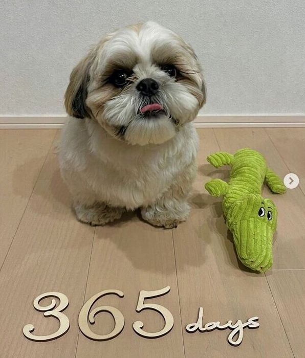 「うちのコ記念日」のときのほっぷくん