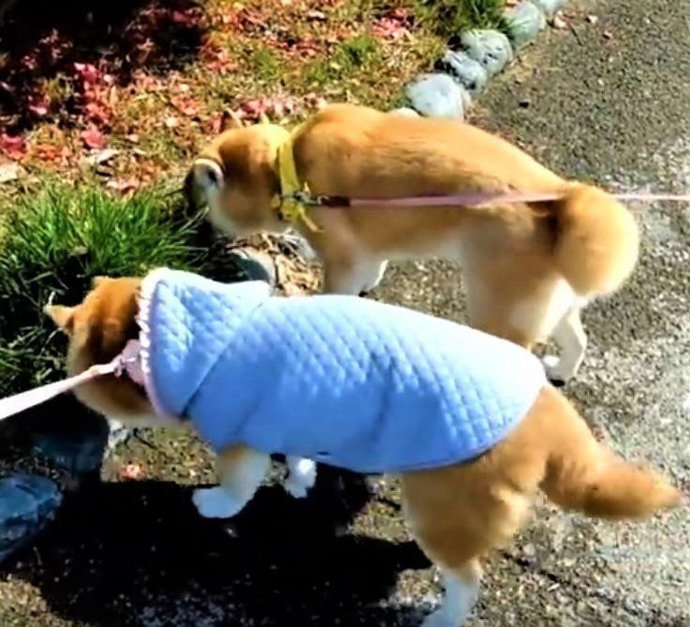 おばあちゃん柴犬2頭がのびのびお散歩する様子に癒される いぬのきもちweb Magazine おばあちゃん柴犬2頭がのびのびお散歩する様子に癒される いぬのきもちweb Magazine