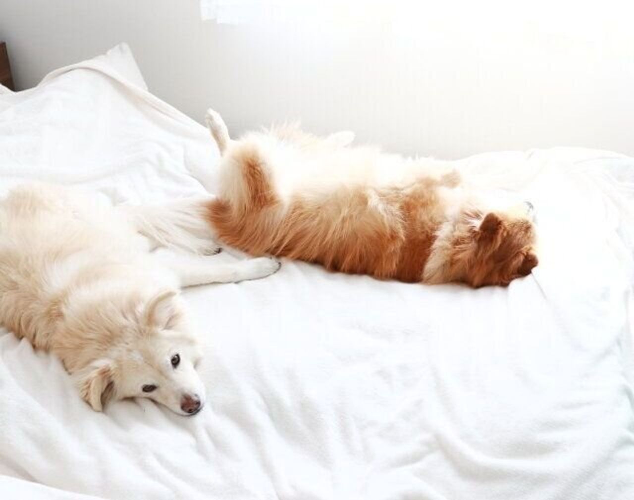 映画 ストレイ を観て考える 犬の幸せとは何か 穴澤賢の犬のはなし いぬのきもちweb Magazine 映画 ストレイ を観て考える 犬の幸せとは何か 穴澤賢の犬のはなし いぬのきもちweb Magazine