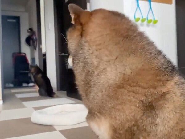 あずきちゃんを見つめる花ちゃん