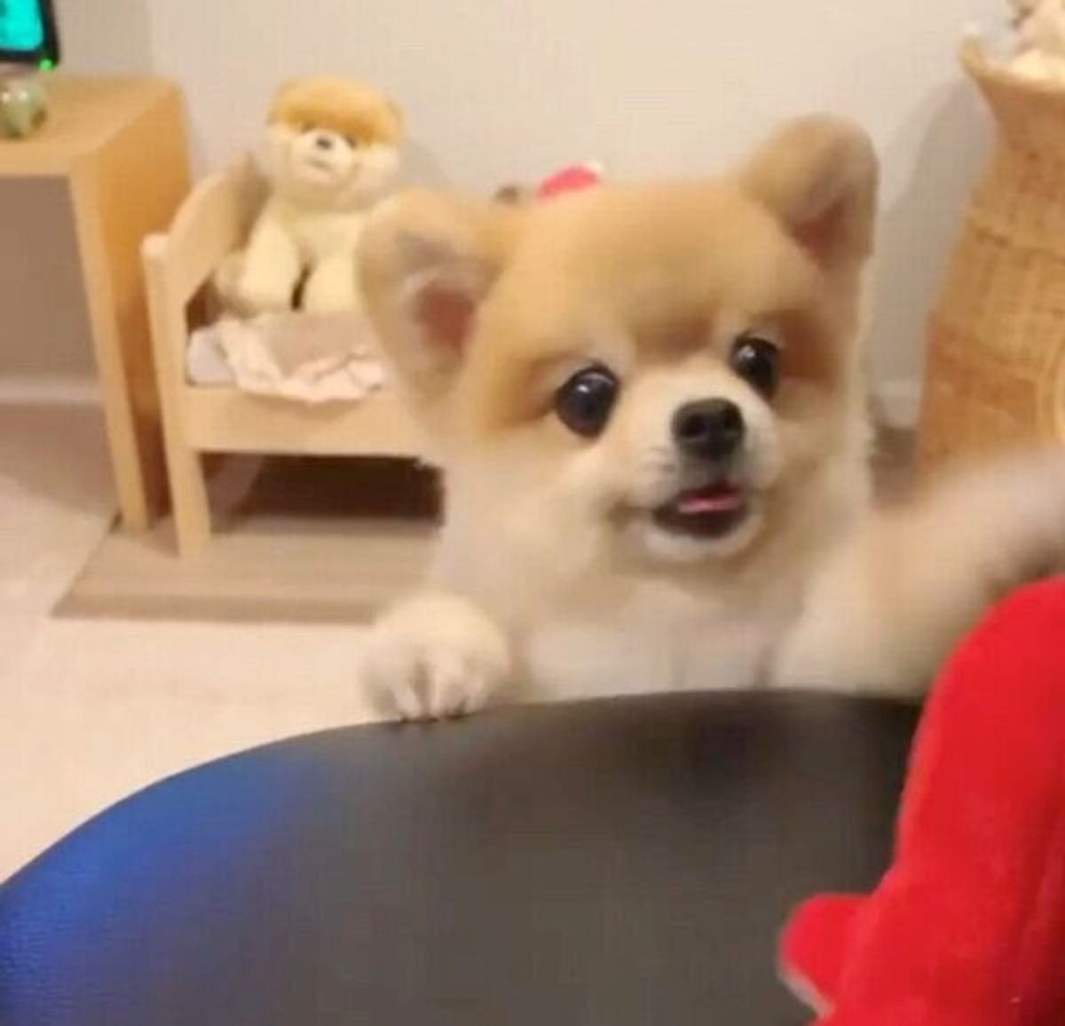 新しいおもちゃ タコさん を見つけてテンション爆上がり キラキラおめめの犬 気になるタコさんのその後は いぬのきもちweb Magazine 新しいおもちゃ タコさん を見つけてテンション爆上がり キラキラおめめの犬 気になるタコさんのその後は いぬのきもちweb Magazine