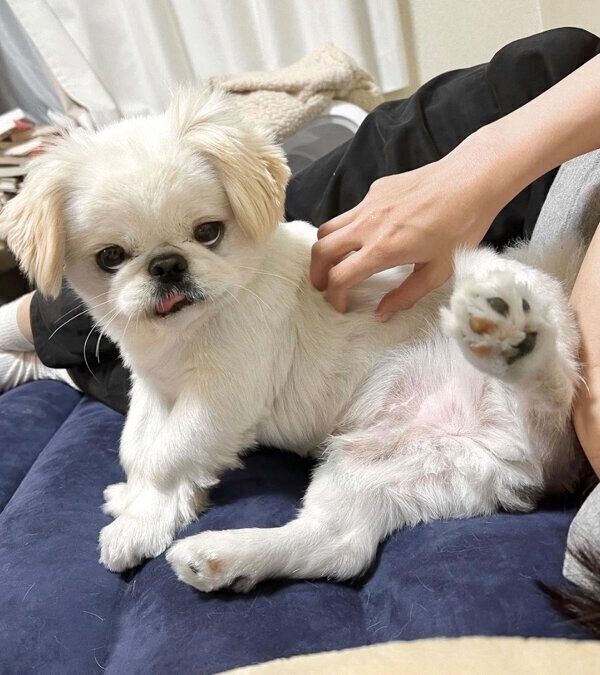 飼い主さんにナデナデしてもらうムーチョくん