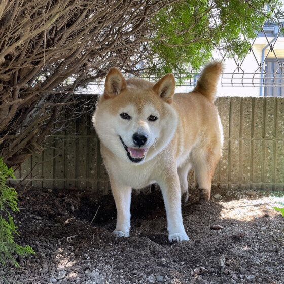 犬が穴を掘る理由とは？ 犬のほりほり対処法 柴犬 いぬのきもち