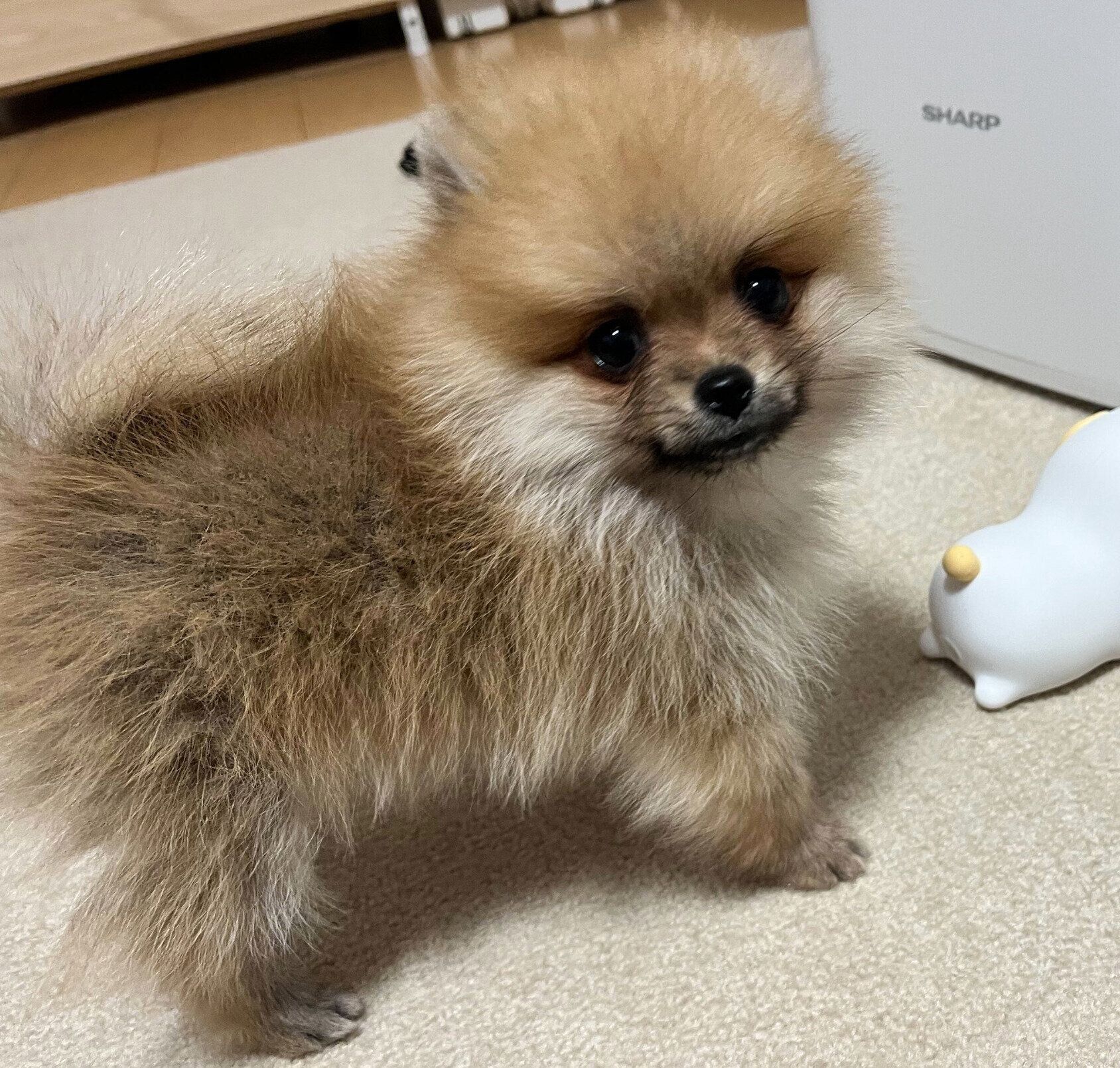 生後3カ月ごろのpotatoちゃん