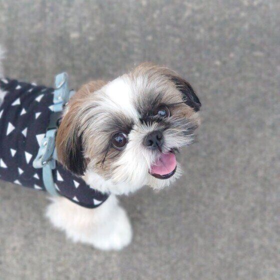 笑顔のシー・ズー