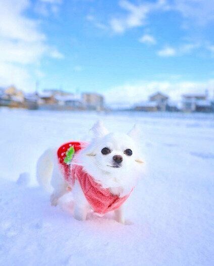 雪原を歩くチワワのレムリアちゃん