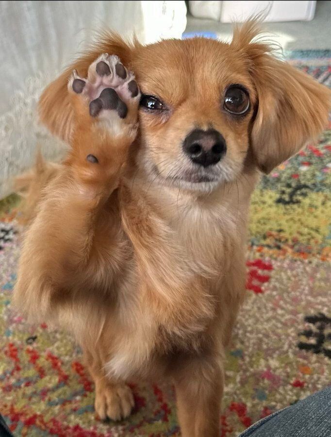 肉球を見せてくれるモコナモドキくん