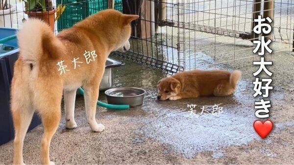 お水が好きな笑太郎くんと茶太郎くん