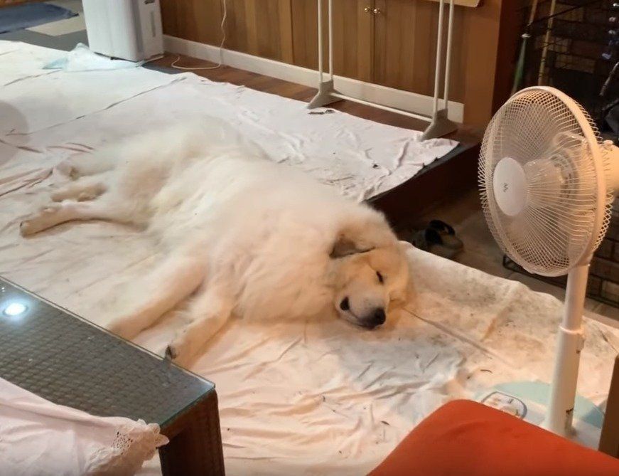 快適な室内で寝る犬