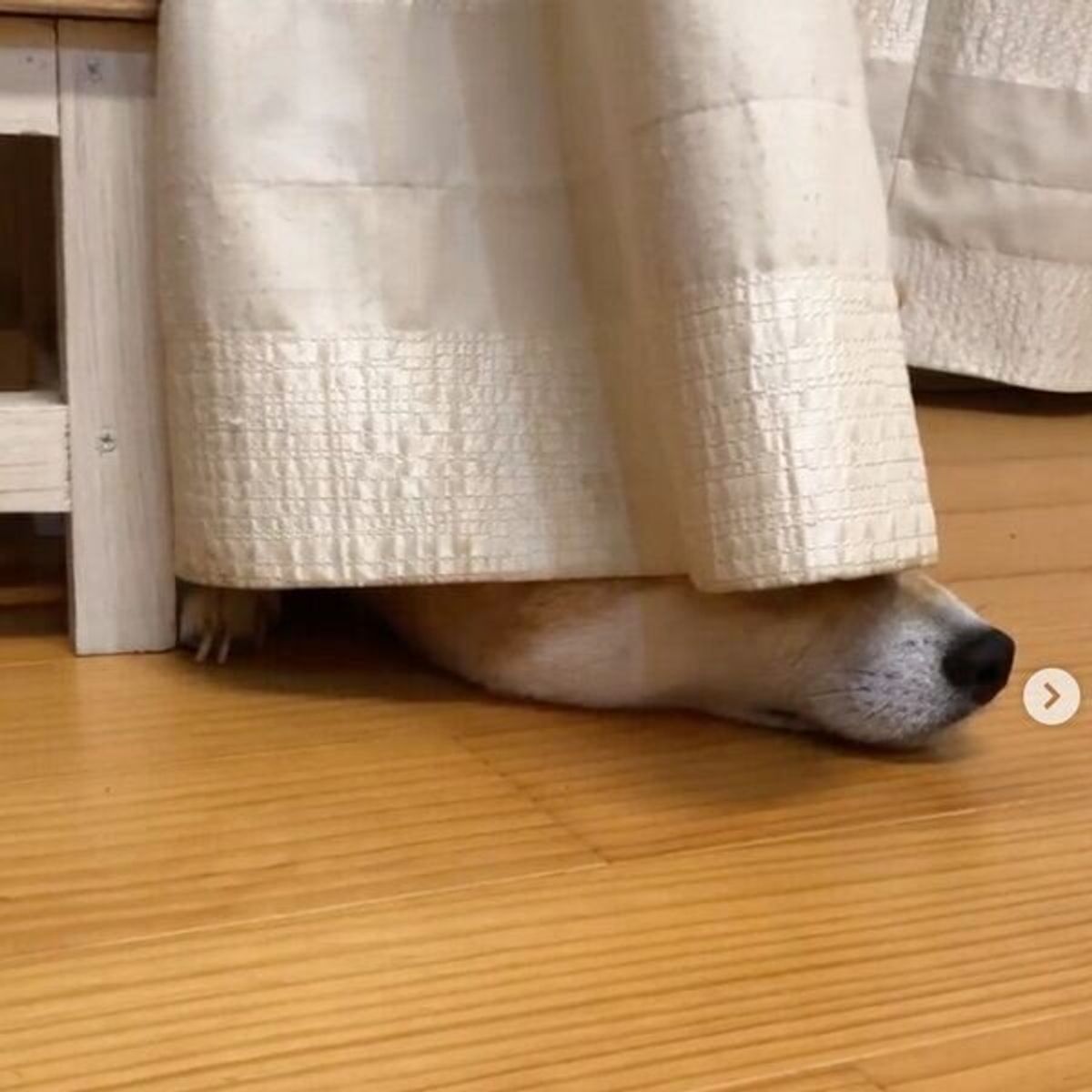 カーテンの隙間で拗ねる柴犬 その理由が可愛すぎてクスッとしちゃう いぬのきもちweb Magazine カーテンの隙間で拗ねる柴犬 その理由が可愛すぎてクスッとしちゃう いぬのきもちweb Magazine