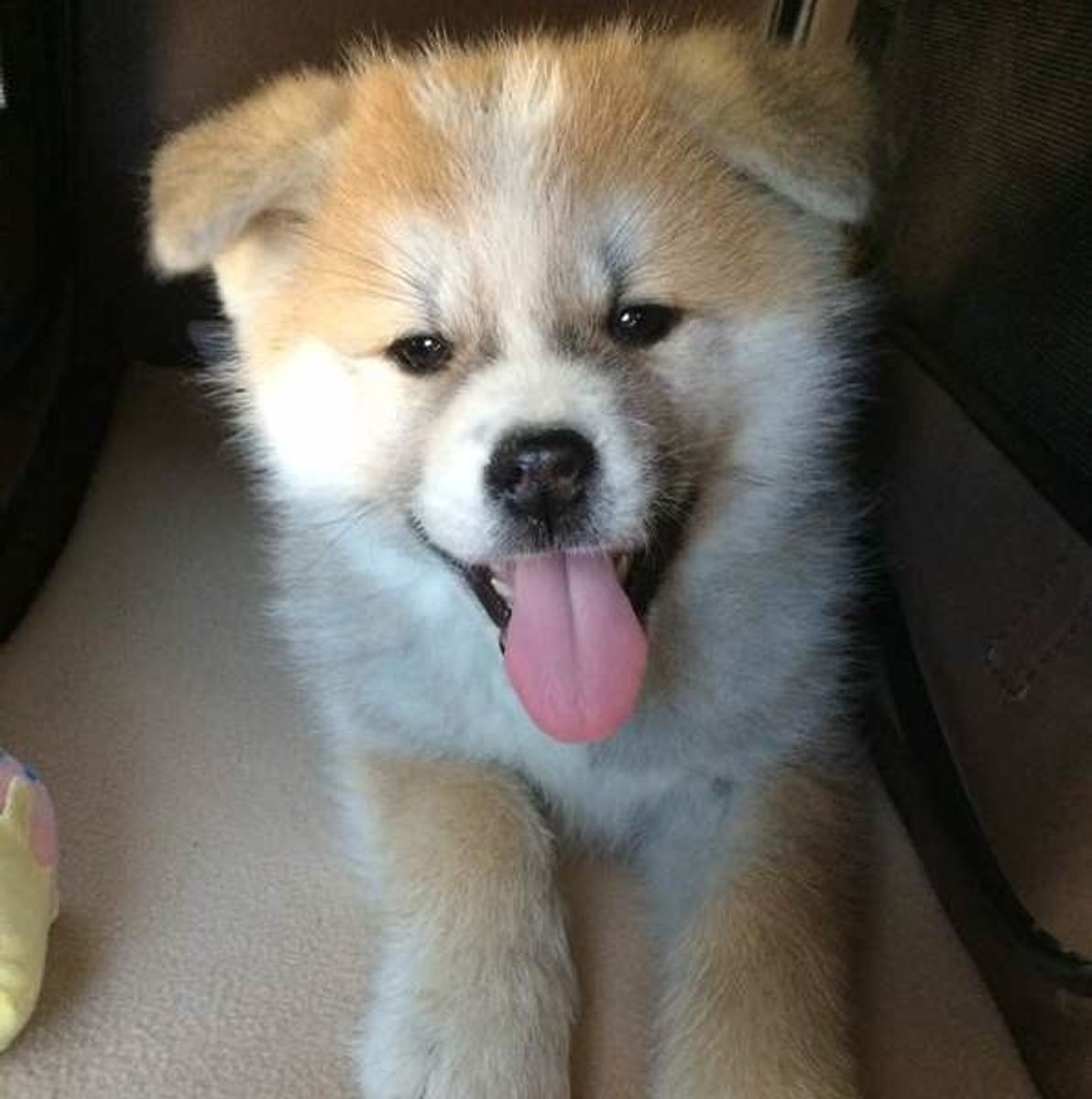 秋田犬の性格って しつけや飼い方のコツとは アプリ画像付き いぬのきもちweb Magazine 秋田犬の性格って しつけや飼い方のコツとは アプリ画像付き いぬのきもちweb Magazine