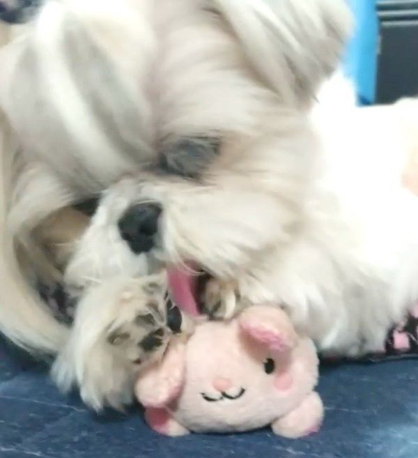 おもちゃで遊ぶシー・ズー