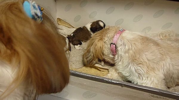 イクメンワンコ