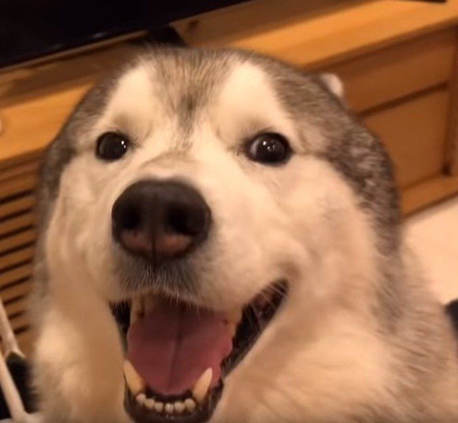 飼い主さんの帰宅に喜ぶハスキー