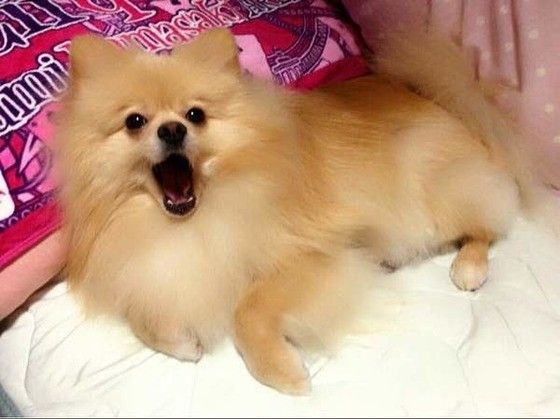 あくびするポメラニアン