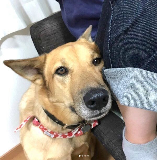 甘えるこたろうくん