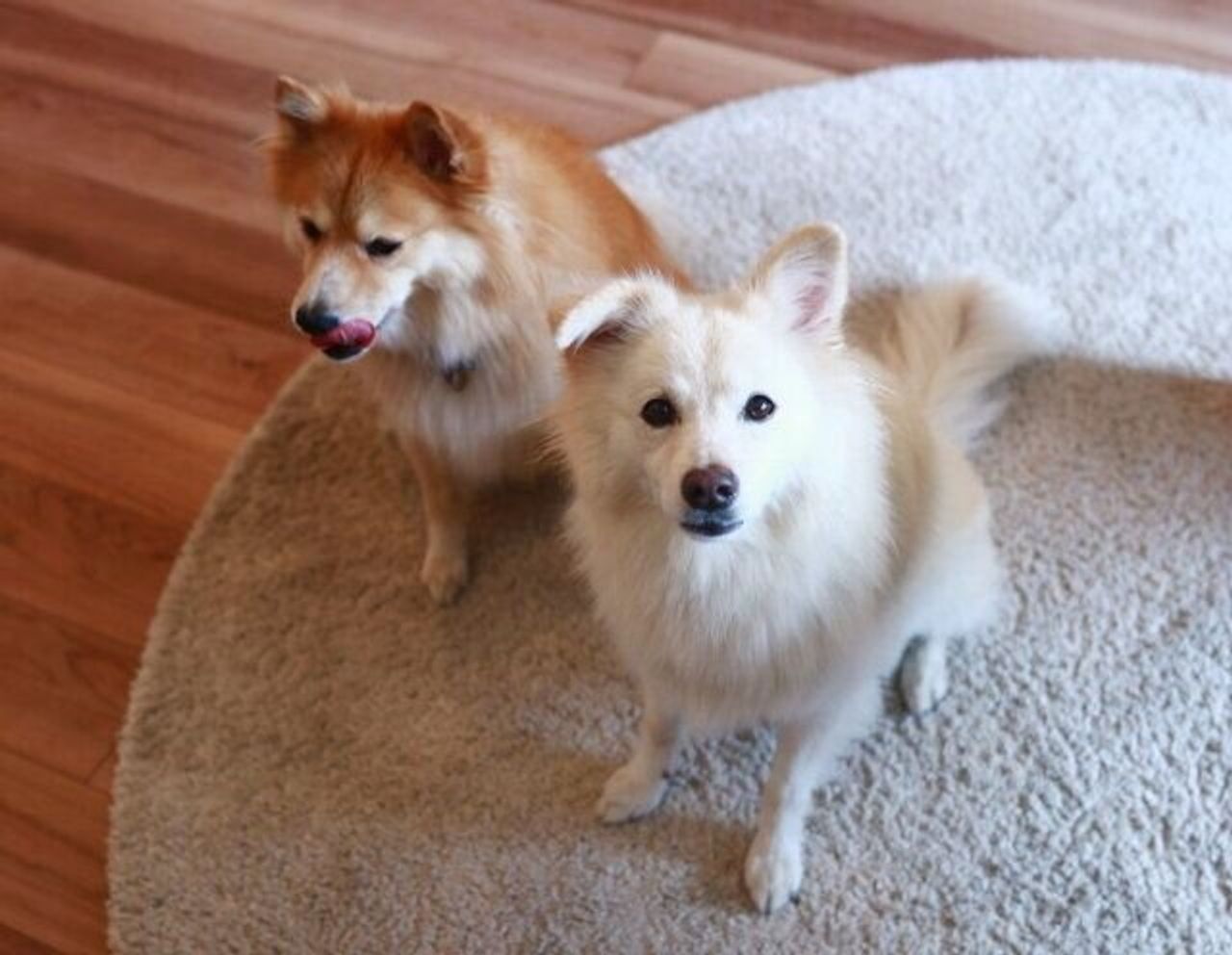 幽霊 についての疑問を真面目に考えてみる 穴澤賢の犬のはなし いぬのきもちweb Magazine 幽霊 についての疑問を真面目に考えてみる 穴澤賢の犬のはなし いぬのきもちweb Magazine