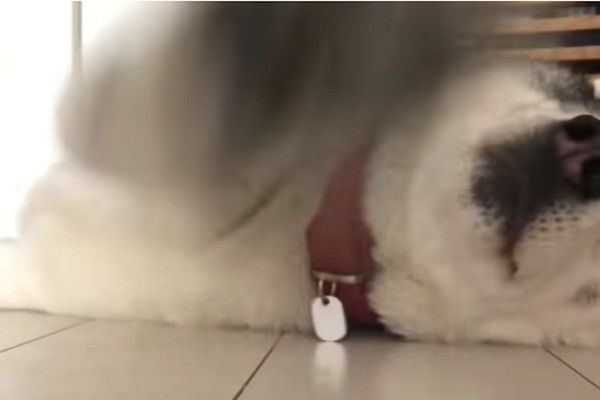 シベリアン・ハスキー