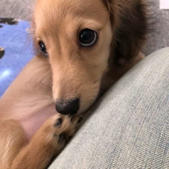 上目遣いをするミニチュア・ダックスフンド