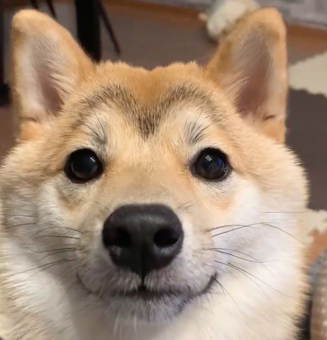 眉毛の模様が「M」に見える花ちゃん