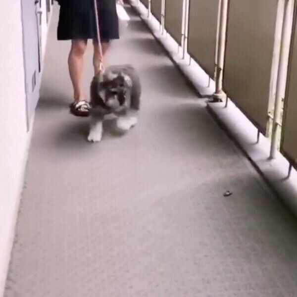 倒れているセミを見てビビるジェスくん