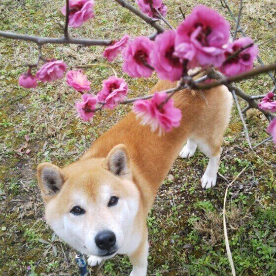 柴犬のハッピーちゃん