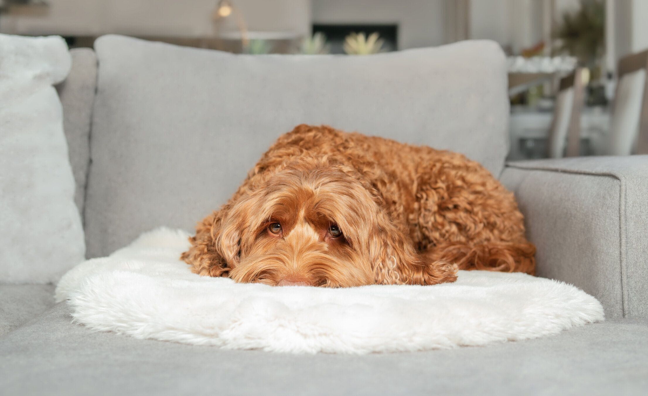 ソファの上でくつろぐ犬