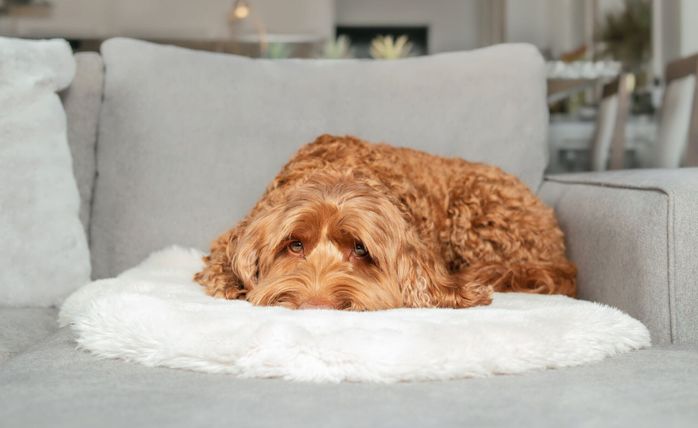 ソファの上でくつろぐ犬