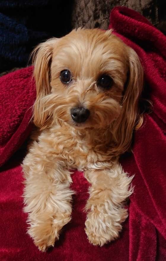 毛布やバスタオルは便利なアイテム