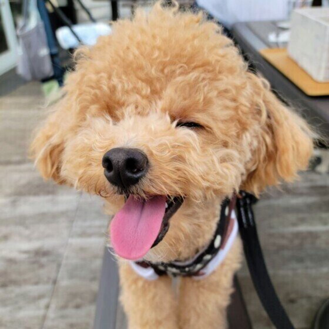 犬パルボウイルス感染症 ってどんな病気 いぬのきもちweb Magazine 犬パルボウイルス感染症 ってどんな病気 いぬのきもちweb Magazine