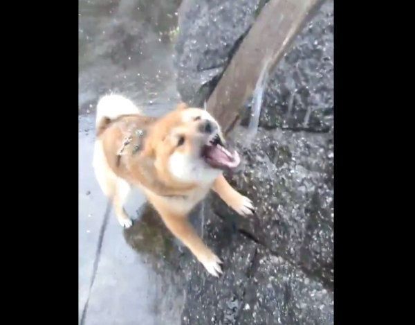 雨にテンションMAXになるおにぎりちゃん