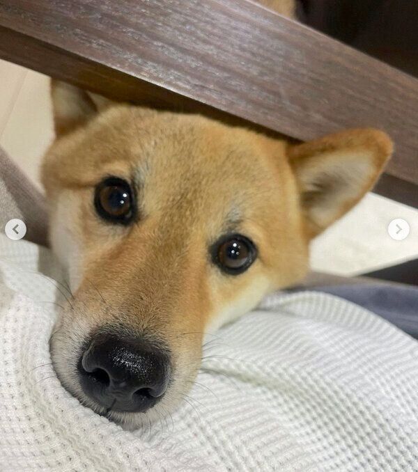 おねだりするぽんずさん